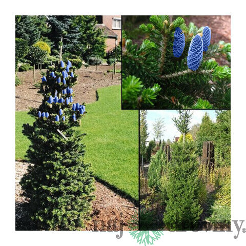 Jedľa kórejská Verdener Dom (stĺpovitá odroda) 20/30 cm, v črepníku Abies koreana Verdener dom