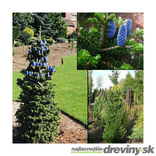 Jedľa kórejská Verdener Dom (stĺpovitá odroda) 20/30 cm, v črepníku Abies koreana Verdener dom