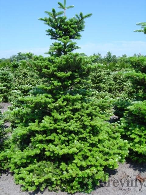 Jedľa kórejská, výška 20/50 cm, v črepníku 2,5l Abies koreana
