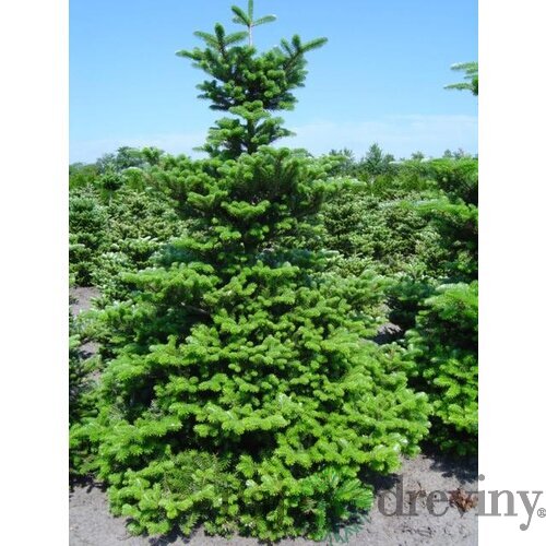 Jedľa kórejská, výška 20/50 cm, v črepníku 2,5l Abies koreana