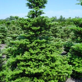 Jedľa kórejská, výška 20/50 cm, v črepníku 2,5l Abies koreana