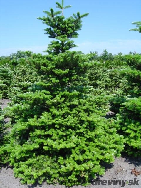 Jedľa kórejská, výška 20/50 cm, v črepníku 2,5l Abies koreana