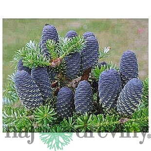 Jedľa kórejská, výška 30/40 cm, v črepníku 5l Abies koreana