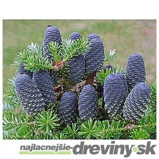Jedľa kórejská, výška 30/40 cm, v črepníku 5l Abies koreana