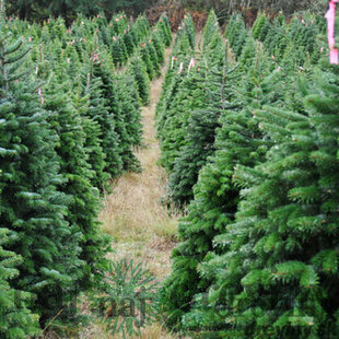 Jedľa nordmannova 150/175 cm, Natural, rezaná Abies nordmanniana