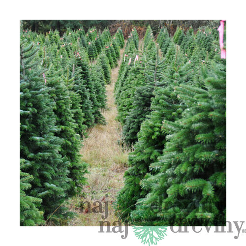 Jedľa nordmannova 180/200 cm, Natural, rezaná Abies nordmanniana