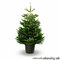 Jedľa nordmannova 40/60 cm, v črepníku 7.5l Abies nordmanniana