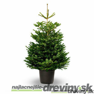 Jedľa nordmannova 40/60 cm, v črepníku 7.5l Abies nordmanniana
