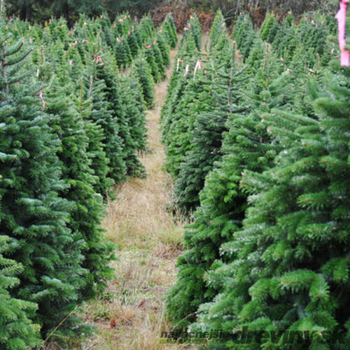 Jedľa nordmannova (tzv. kaukazská) 180/200 cm Premium, rezaná Abies nordmanniana