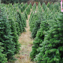 Jedľa nordmannova (tzv. kaukazská) 180/200 cm Premium, rezaná Abies nordmanniana