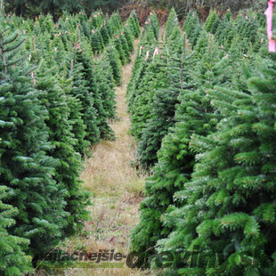 Jedľa nordmannova (tzv. kaukazská) 200/250 cm, Premium, rezaná Abies nordmanniana