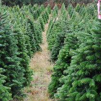 Jedľa nordmannova (tzv. kaukazská) 200/250 cm, Standard, rezaná Abies nordmanniana