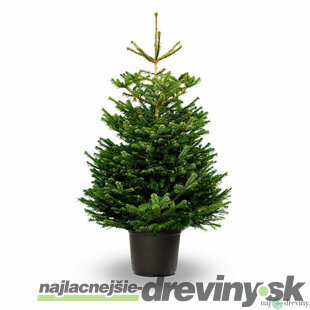 Jedľa nordmannova výška 80/120 cm, v črepníku 35l Abies nordmanniana