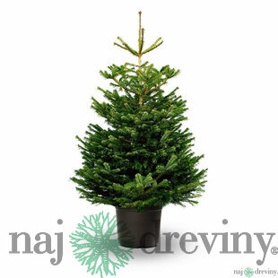 Jedľa nordmannova výška 80/120 cm, v črepníku 35l Abies nordmanniana