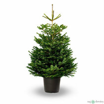 Jedľa nordmannova výška 80/120 cm, v črepníku 35l Abies nordmanniana