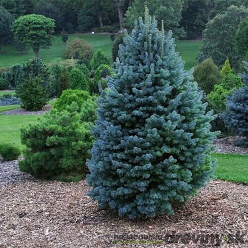 Jedľa plstnatoplodá Compacta na kmienku 10/20 cm celková výška 40/60 cm, v črepníku 5l Abies Lasiocarpa Compacta