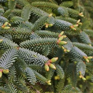 Jedľa španielska Kelleriis, 20-30cm, v črepníku Abies pinsapo Kelleriis