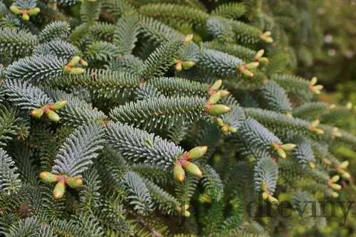Jedľa španielska Kelleriis, 20-30cm, v črepníku Abies pinsapo Kelleriis