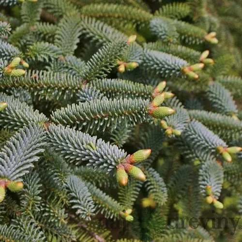 Jedľa španielska Kelleriis, 20-30cm, v črepníku Abies pinsapo Kelleriis