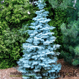 Jedľa srienistá, výška 30/40 cm, v črepníku Abies concolor