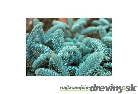 Jedľa vznešená Glauca-strieborná jedlička, výška 30/50 cm, v črepníku 5l Abies procera Glauca