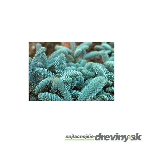 Jedľa vznešená Glauca-strieborná jedlička, výška 30/50 cm, v črepníku 5l Abies procera Glauca