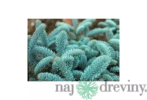 Jedľa vznešená Glauca, v črepníku 20/30 cm Abies procera Glauca