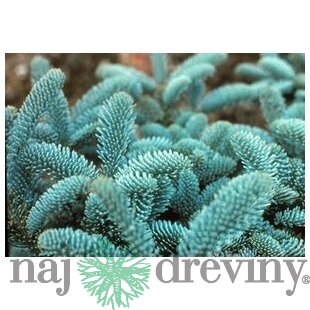 Jedľa vznešená Glauca, v črepníku 20/30 cm Abies procera Glauca