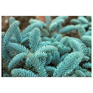 Jedľa vznešená Glauca, v črepníku 20/30 cm Abies procera Glauca