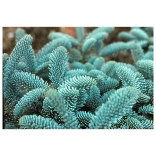 Jedľa vznešená Glauca, v črepníku 20/30 cm Abies procera Glauca