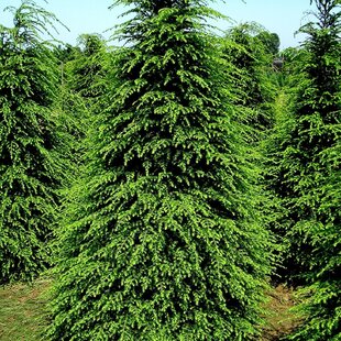 Jedľovec kanadský 25/35 cm, v črepníku Tsuga canadensis