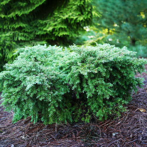Jedľovec kanadský Jeddeloh 20/30 cm, v črepníku Tsuga canadensis Jeddeloh