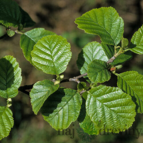 Jelša lepkavá 250+ cm, obvod 8/10 cm, v črepníku Alnus glutinosa