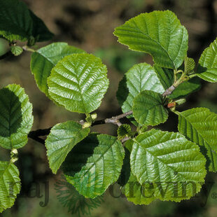Jelša lepkavá 250+ cm, obvod 8/10 cm, v črepníku Alnus glutinosa
