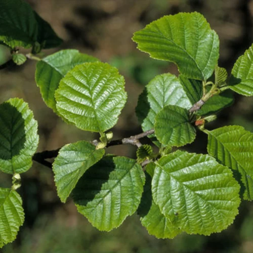 Jelša lepkavá 250+ cm, obvod 8/10 cm, v črepníku Alnus glutinosa