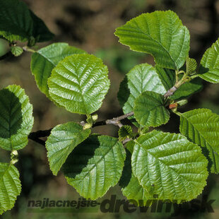 Jelša lepkavá 250+ cm, obvod 8/10 cm, v črepníku Alnus glutinosa