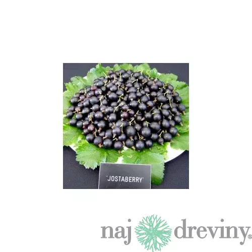 Josta kríčková, výška 55/75 cm, v črepníku Ribes nidigrolaria