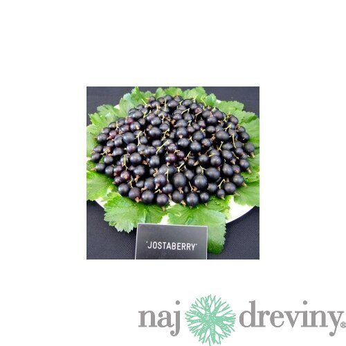 Josta kríčková, výška 55/75 cm, v črepníku Ribes nidigrolaria