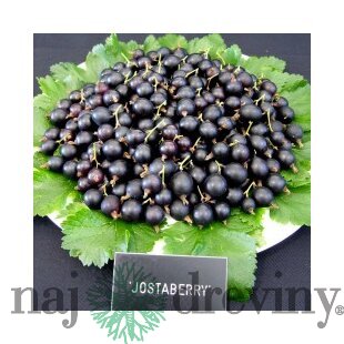 Josta kríčková, výška 55/75 cm, v črepníku Ribes nidigrolaria