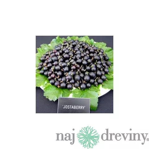Josta kríčková, výška 55/75 cm, v črepníku Ribes nidigrolaria