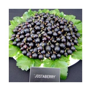 Josta kríčková, výška 55/75 cm, v črepníku Ribes nidigrolaria