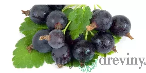 Josta na kmienku, výška 100/120 cm, v črepníku 5l Ribes nidigrolaria