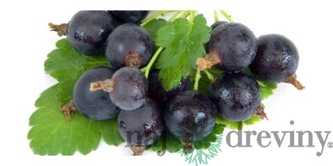 Josta na kmienku, výška 100/120 cm, v črepníku 5l Ribes nidigrolaria