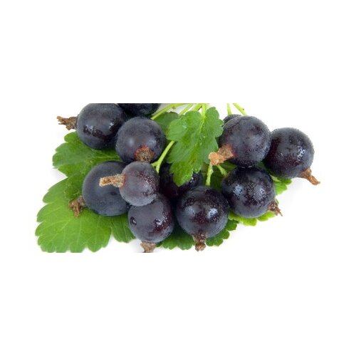 Josta na kmienku, výška 100/120 cm, v črepníku 5l Ribes nidigrolaria
