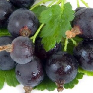 Josta na kmienku, výška 100/120 cm, v črepníku 5l Ribes nidigrolaria