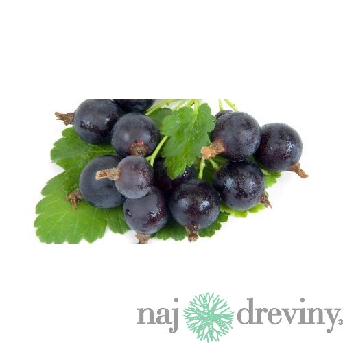 Josta na kmienku, výška 100/120 cm, v črepníku 5l Ribes nidigrolaria