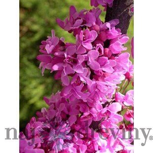Judášovec Kanadský 20/40 cm, v črepníku Cercis canadensis