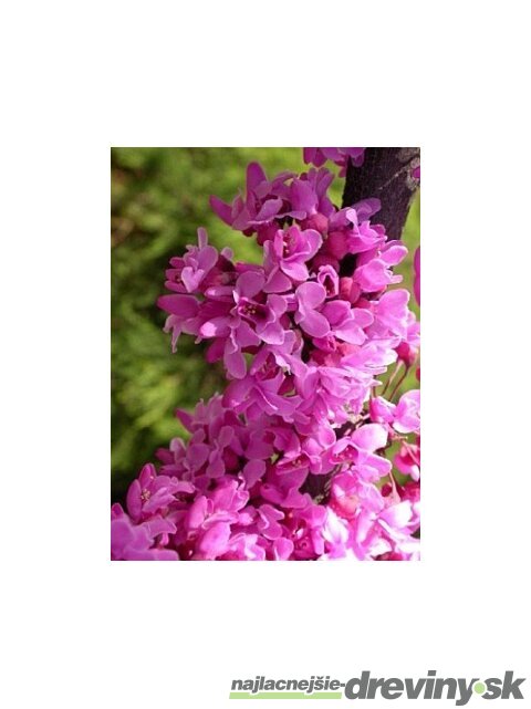 Judášovec Kanadský 20/40 cm, v črepníku Cercis canadensis