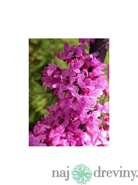 Judášovec Kanadský 20/40 cm, v črepníku Cercis canadensis