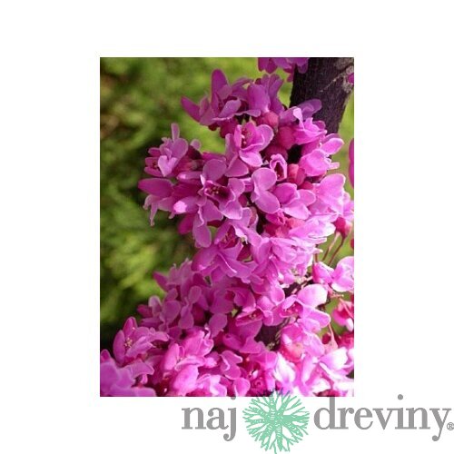 Judášovec Kanadský 40/60 cm, v črepníku Cercis canadensis
